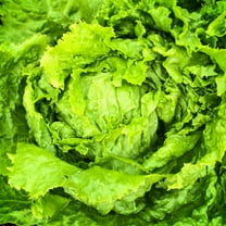 Crisphead Lettuce Garden Seeds - Hanson Improved - 1 Lb - Non-GMO, Heirloom Vegetable Gardening & Microgreens Seed