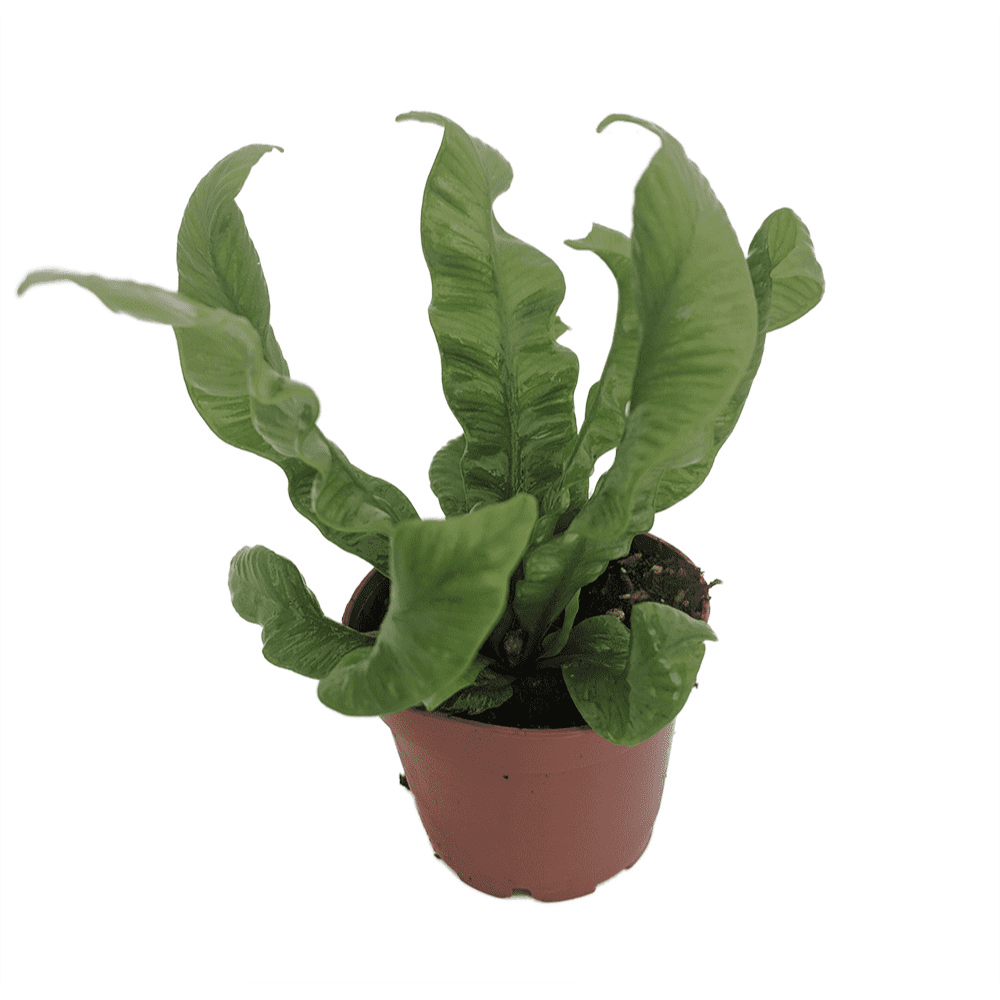 Crispy Wave Fern- Live Indoor House Office Plant- 2.5