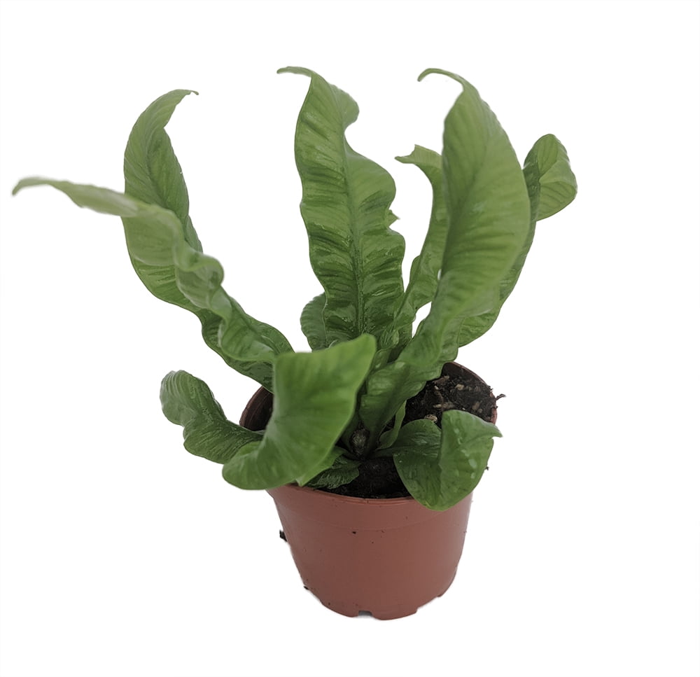 Crispy Wave Fern in 2.5" Pot for Indirect Light