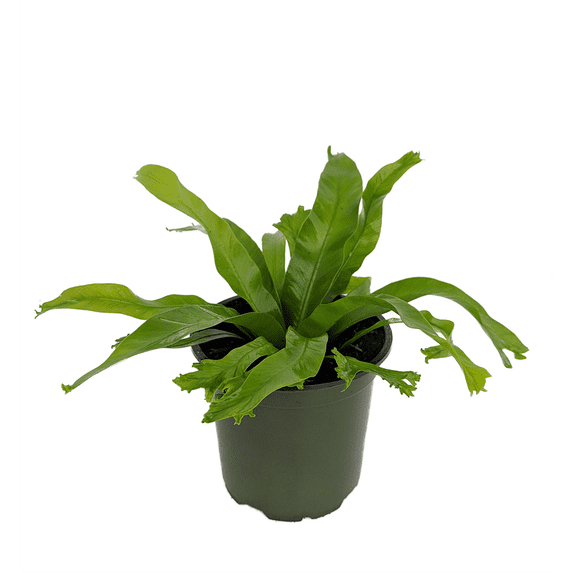 Crissie Japanese Bird's Nest Fern - 4" Pot - Asplenium antiquum