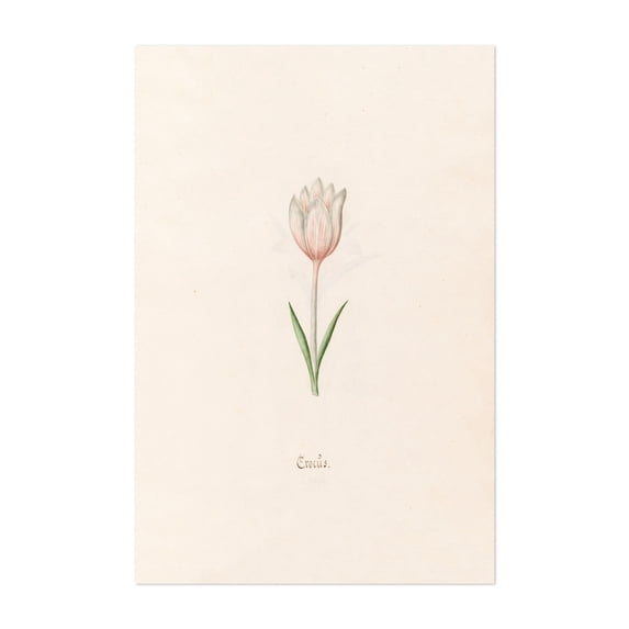 Crocüs (1692) - Illustration Botanical Floral Watercolor Sketch Nature ...