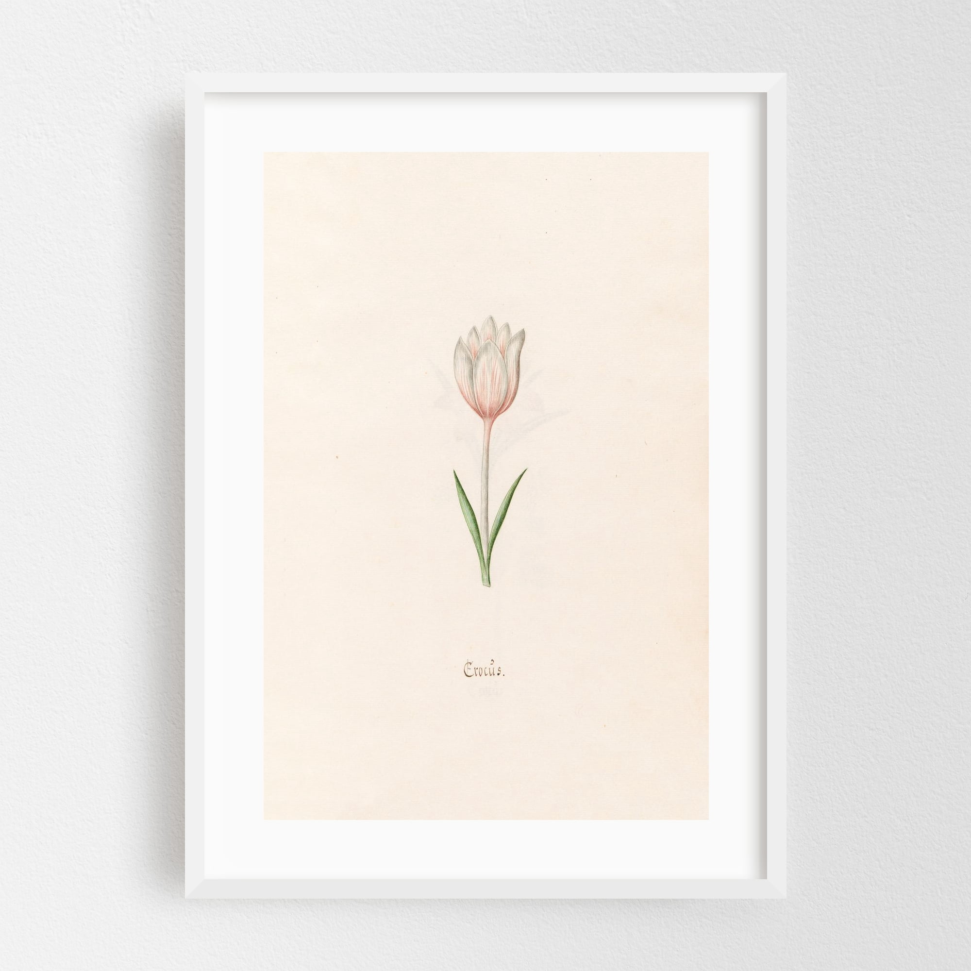 Crocüs (1692) - Illustration Botanical Floral Watercolor Sketch Nature ...