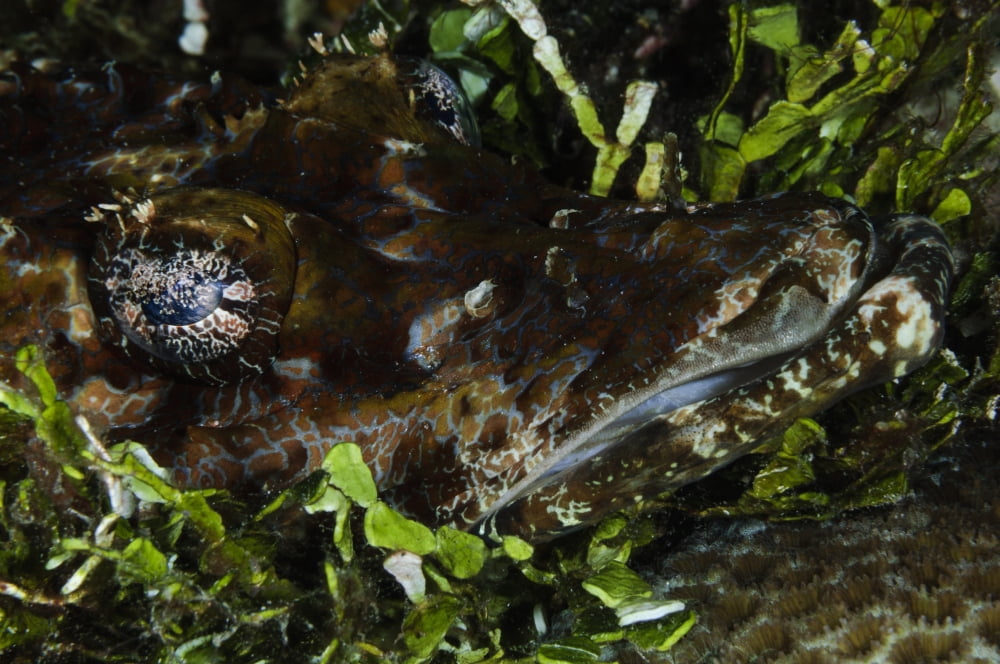 Crocodile Fish Indonesia Canvas Art - Todd WinnerStocktrek Images (35 x 23)