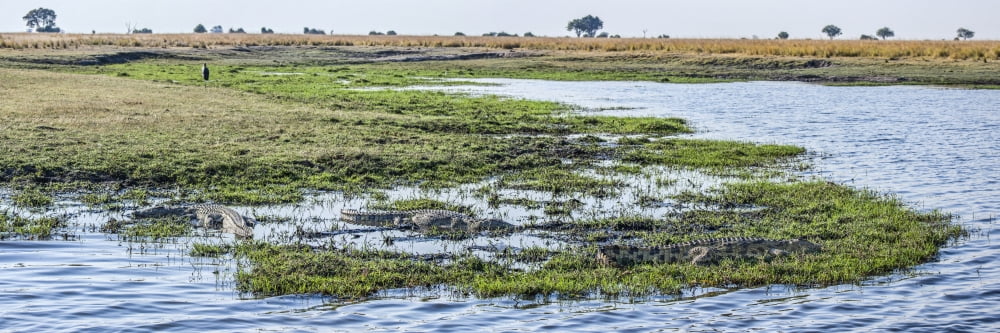 Crocodile along Chobe River Botswana Canvas Art - Panoramic Images (27 x 9)
