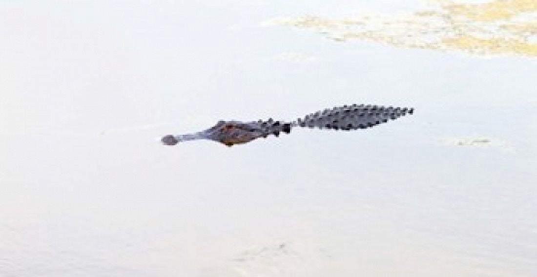 Crocodile in a pond Boynton Beach Florida USA Canvas Art - Panoramic Images (36 x 19)