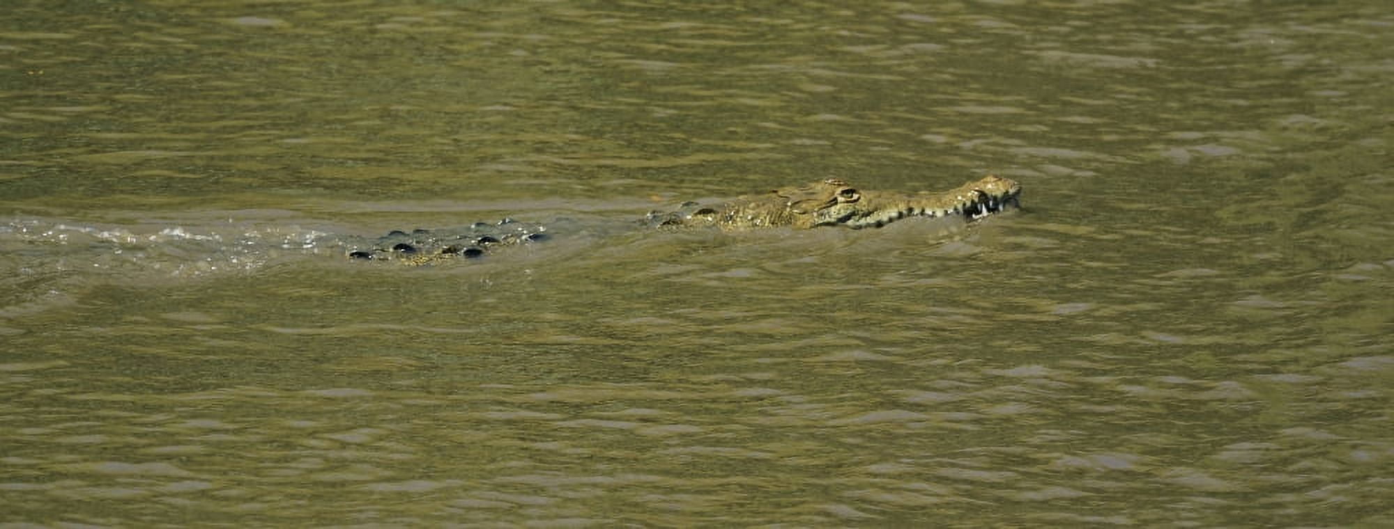 Crocodile in a river Palo Verde National Park Costa Rica Canvas Art - Panoramic Images (27 x 9)