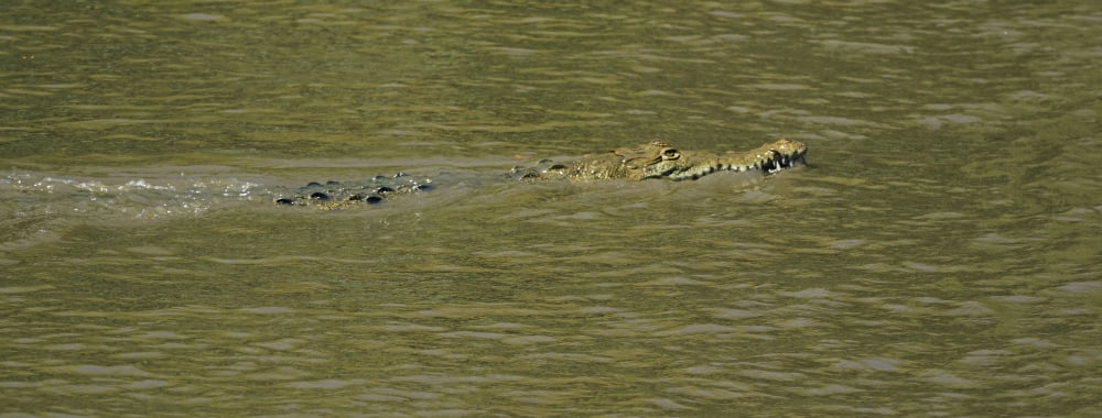 Crocodile in a river Palo Verde National Park Costa Rica Canvas Art - Panoramic Images (36 x 12)