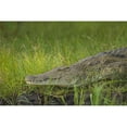 thumbnail image 1 of Crocodile on The Banks of The Shire River Liwonde National Park - Malawi Poster Print - 38 x 24 in. - Large, 1 of 1