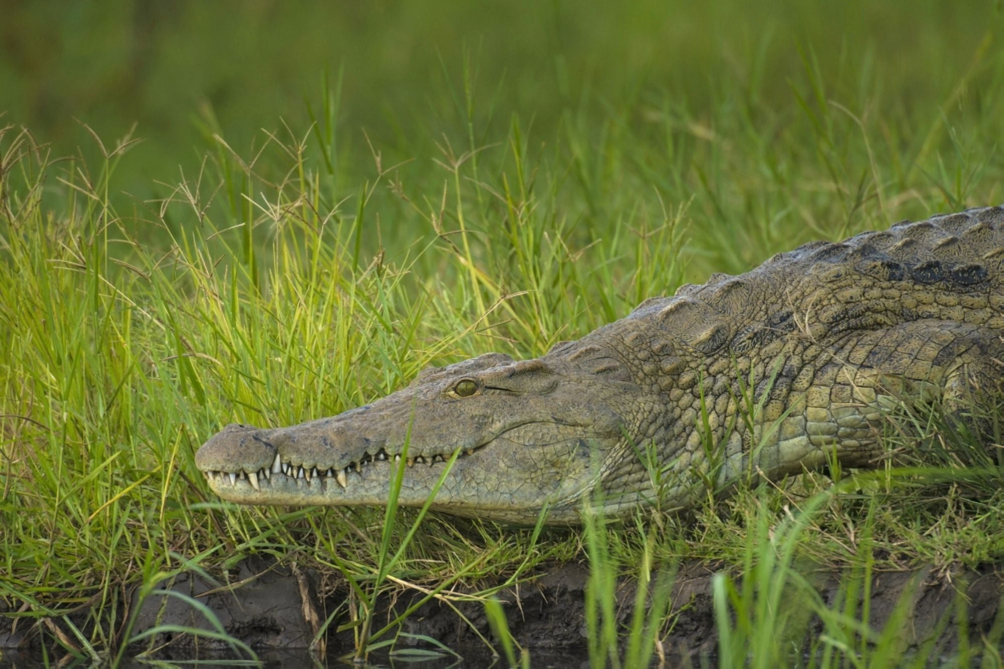 Crocodile on the banks of the Shire River Liwonde National Park Malawi Canvas Art - Ian Cumming Design Pics (38 x 24)