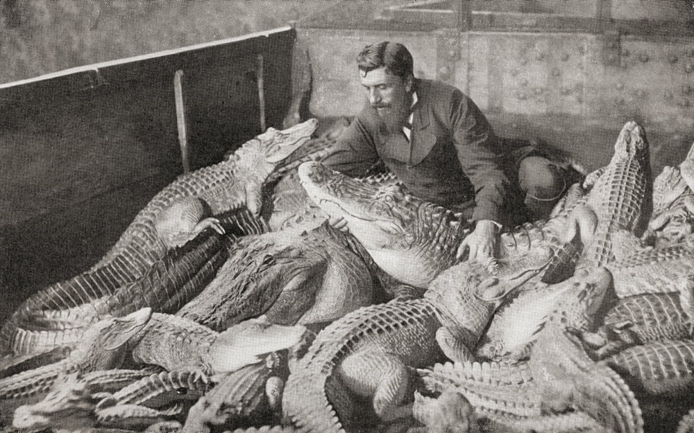 Crocodiles With Their Trainer In The Late 19Th Century From The Living Animals Of The World Published C1900 Canvas Art - Ken Welsh Design Pics (38 x 24)