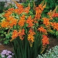 thumbnail image 1 of Crocosmia Masoniorum Summer Flowering Dormant Bulb Mixture (25-Pack), 1 of 3