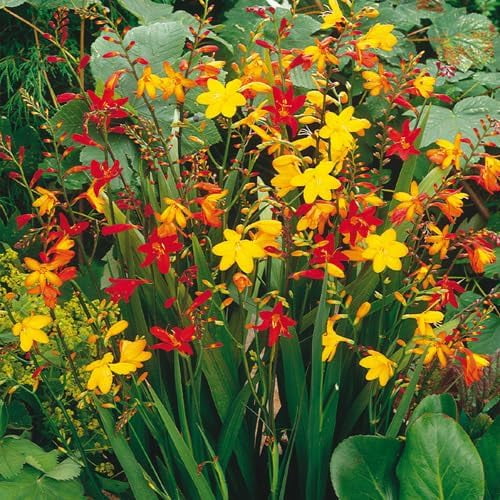 Crocosmia Mixed Color Flower Bulbs for Planting - Easy to Grow, Amazing Color (20 Bulbs)