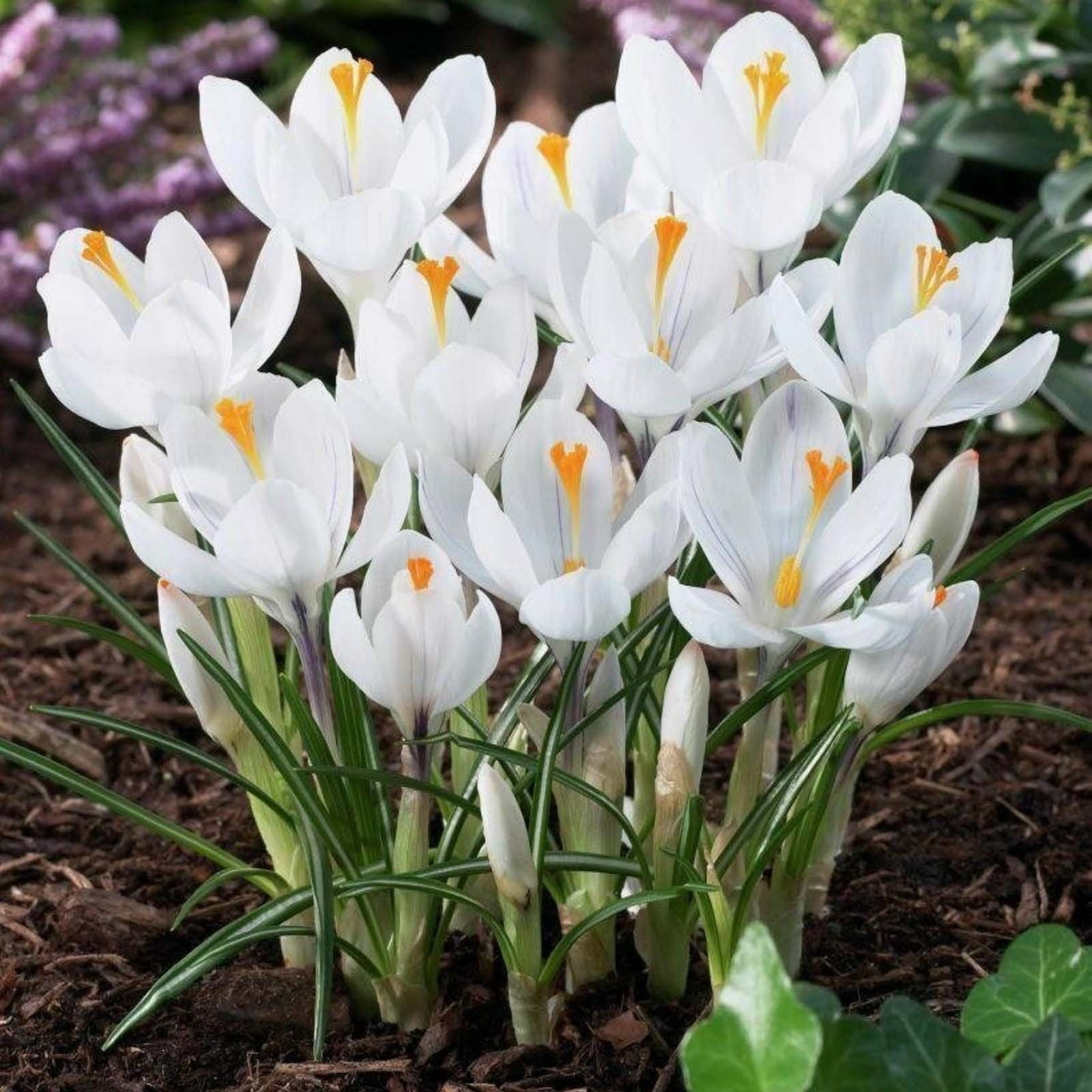 Crocus Bulbs Crocus Is A Perennial Herb Crocus Is A Choice For Novice ...