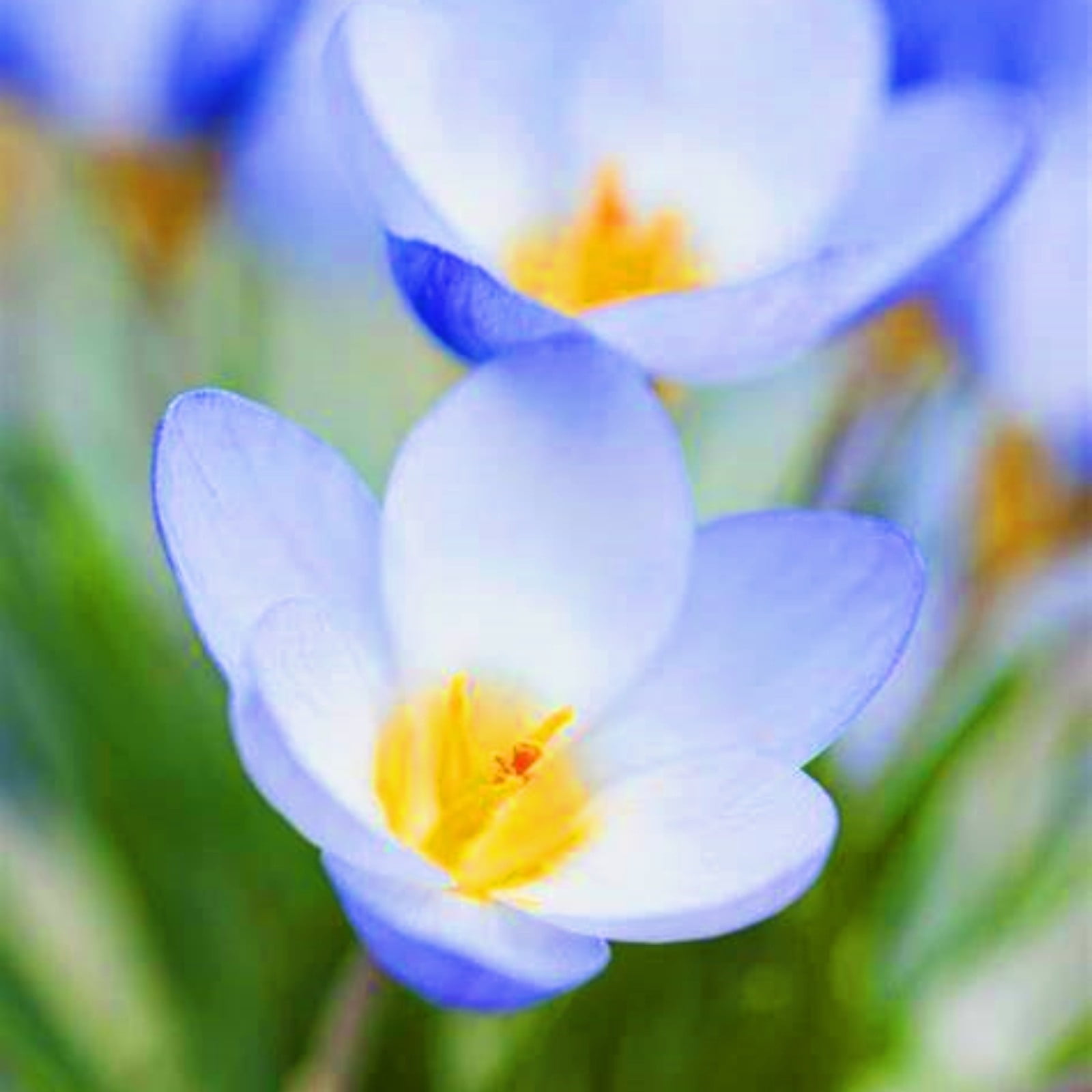 Crocus Bulbs Strong Vitality, Rapid Growth Beautiful Flowers Crocus
