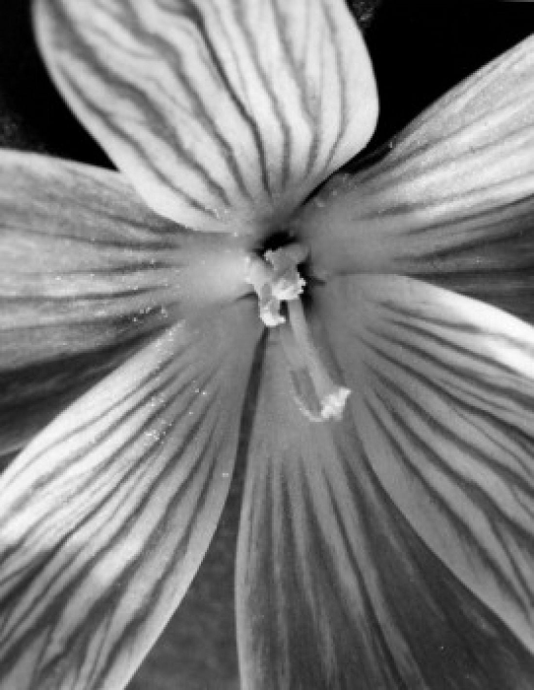 Crocus Canvas Art - (18 x 24)