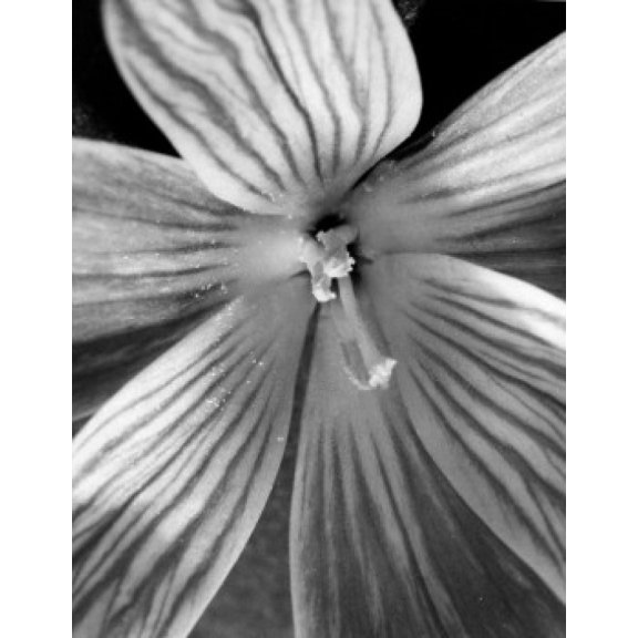 Crocus Canvas Art - (18 x 24)