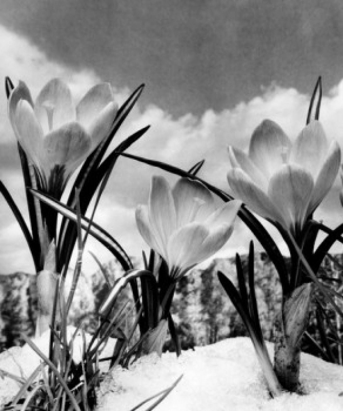 Crocus Canvas Art - (18 x 24)