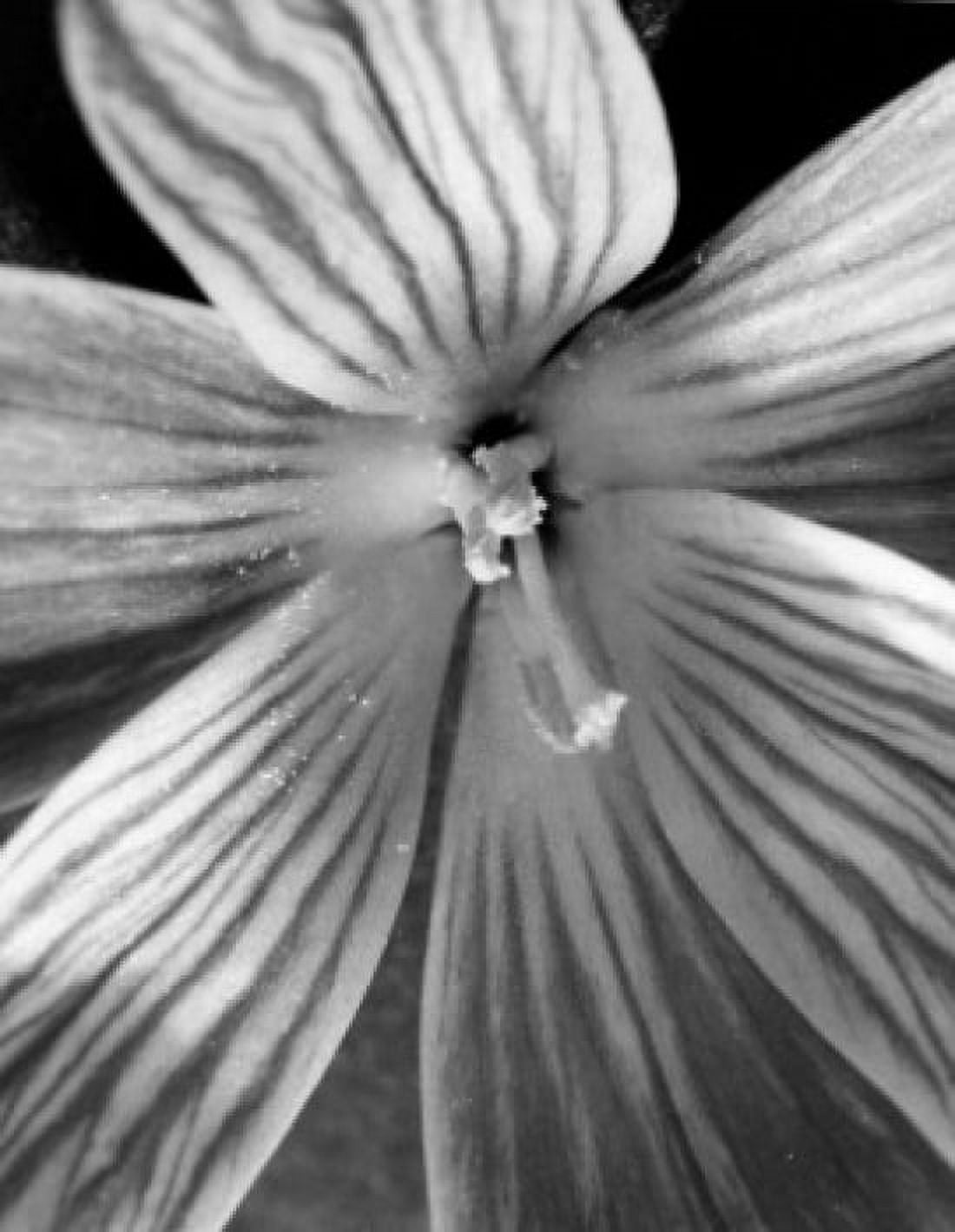 Crocus Canvas Art - (24 x 36)