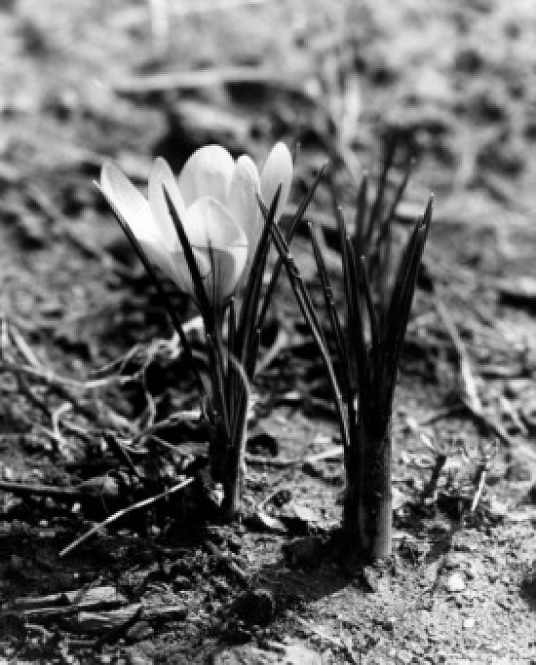 Crocus Canvas Art - (24 x 36)