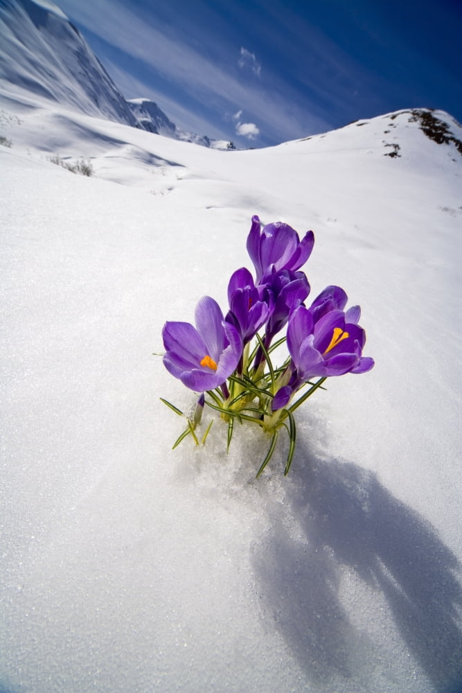 Crocus Flower Peeking Up Through The Snow In Spring Southcentral Alaska Canvas Art - Kevin Smith Design Pics (11 x 17)