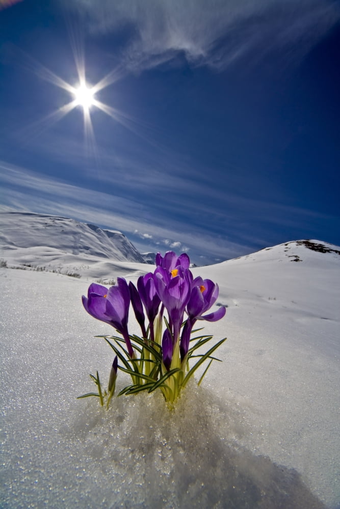 Crocus Flower Peeking Up Through The Snow In Spring Southcentral Alaska Canvas Art - Kevin Smith  Design Pics (11 x 17)