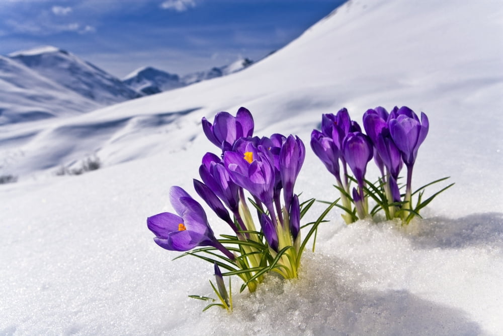 Crocus Flower Peeking Up Through The Snow Spring Southcentral Alaska Canvas Art - Kevin Smith Design Pics (34 x 22)