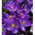 thumbnail image 1 of Crocus Flower Record Bulbs for Planting - Perennial Garden Flowers (5 Bulbs), 1 of 3
