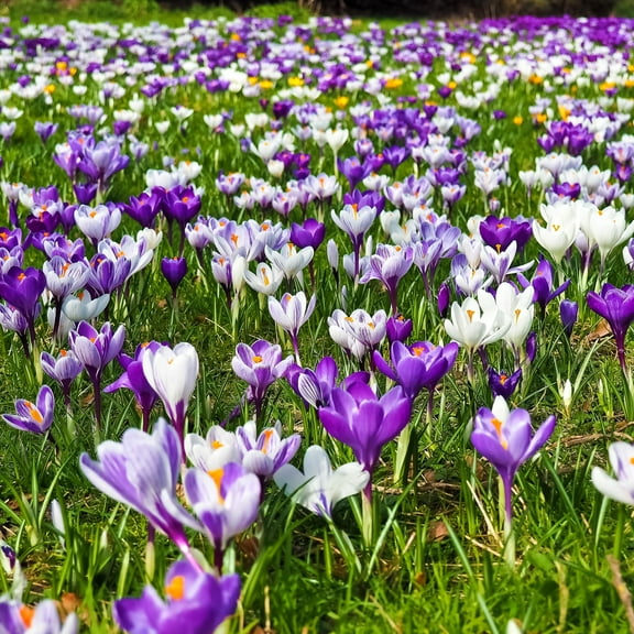 Crocus Mix: Purple, White, White Purple or Yellow (50 Bulbs) - Flourishing Venture