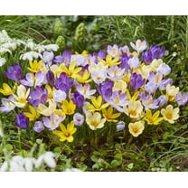Crocus Mixed Color Bulbs for Planting - Easy to Grow Perennial Flowers for Garden or Landscape or Indoors (50 Bulbs)