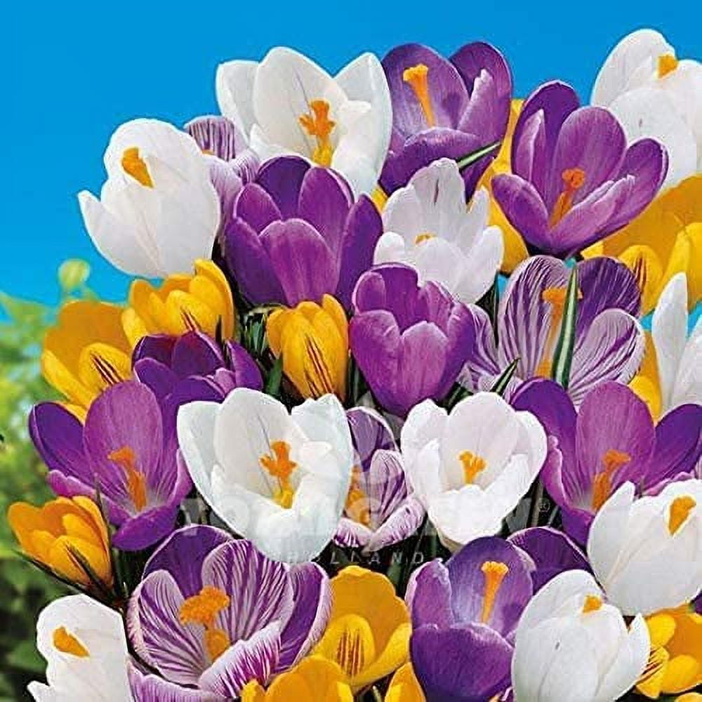 CZ Grain Crocus Species Mix