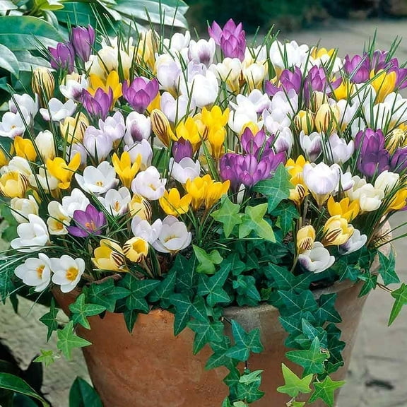 Crocus Species Mix (20 Bulbs) Purple, White, Yellow Perennial Bulb Mix. Made in USA, Ships from Our Iowa Nursery