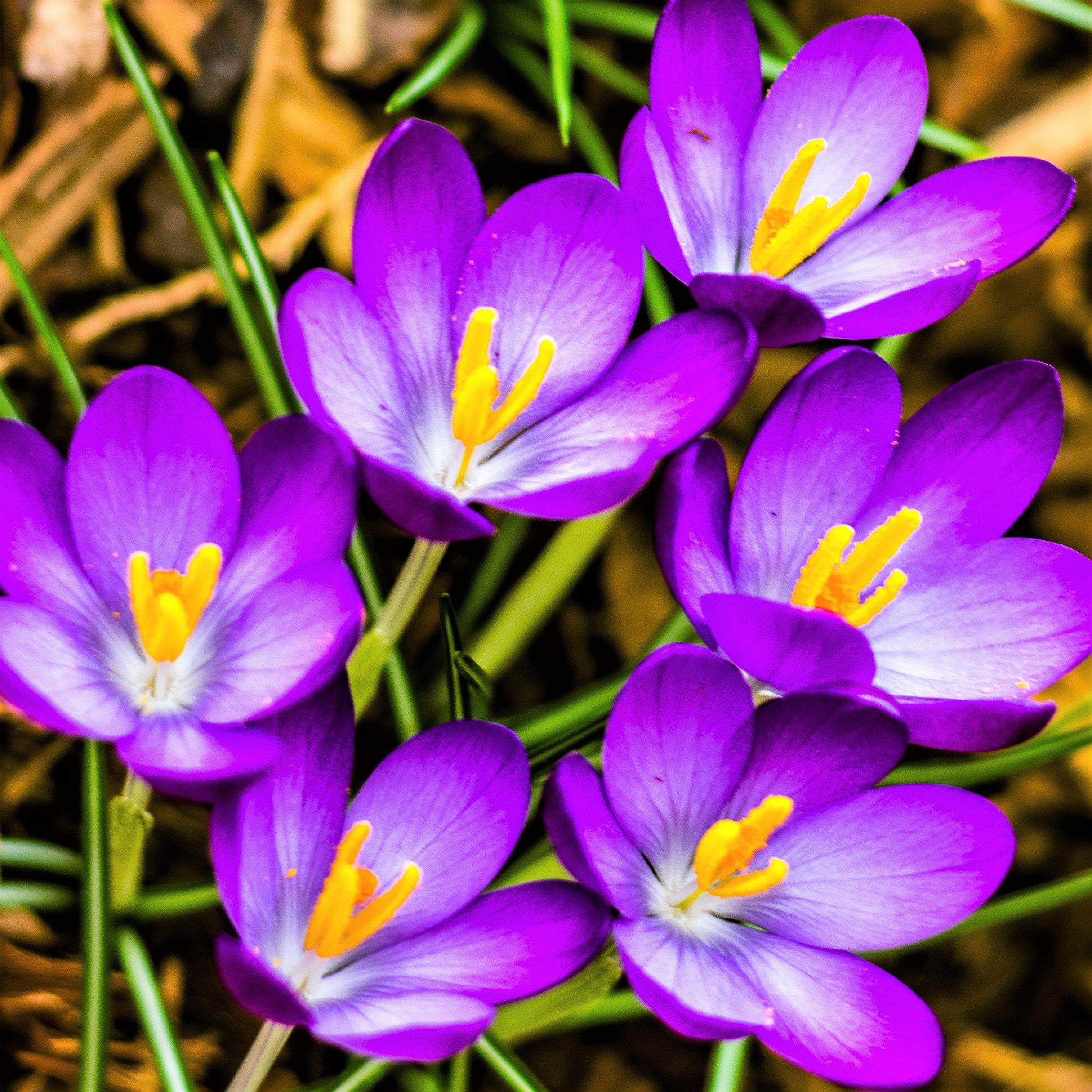 Easy to Grow Bulbs Crocus Flower Record