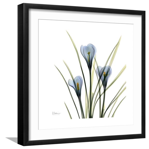 Crocus Whisper Framed Art Print by Albert Koetsier, 16" x 16", Sold by Art.com