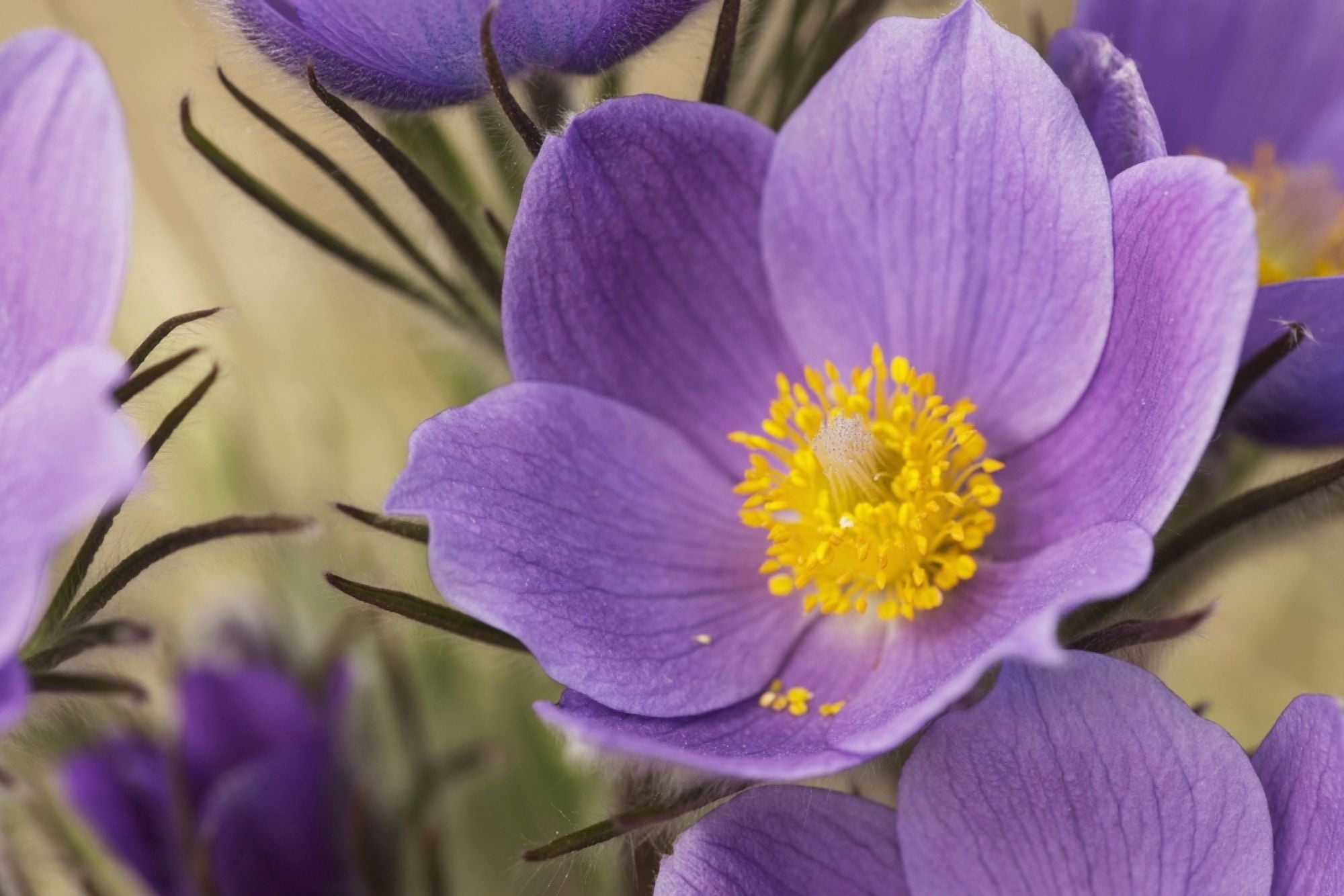 Crocus Yukon Canada Canvas Art - Robert Postma Design Pics (19 x 12)