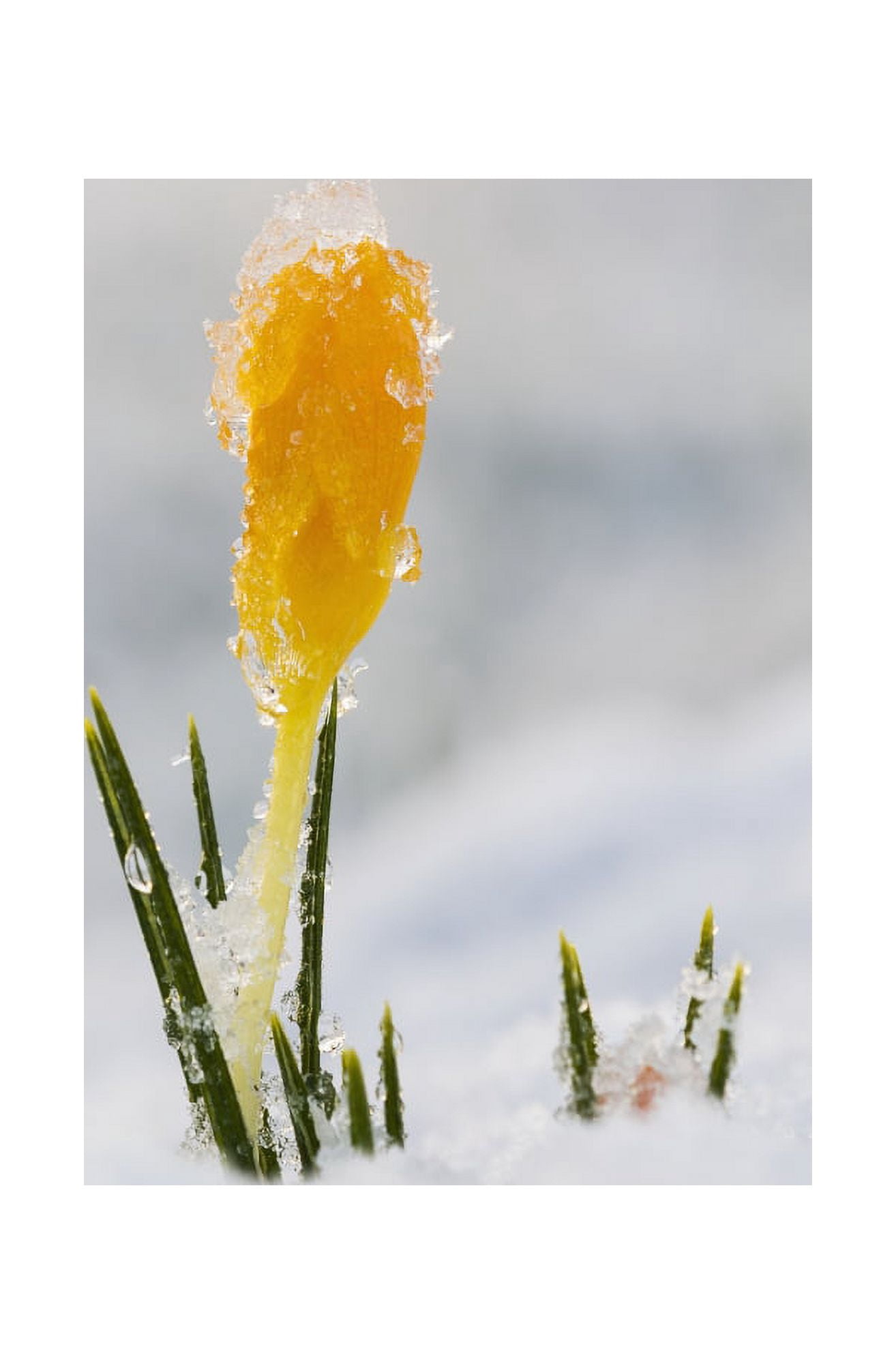 Crocus buds coming up through the snow Astoria Oregon United States of America Canvas Art - Robert L Potts Design Pics (12 x 19)