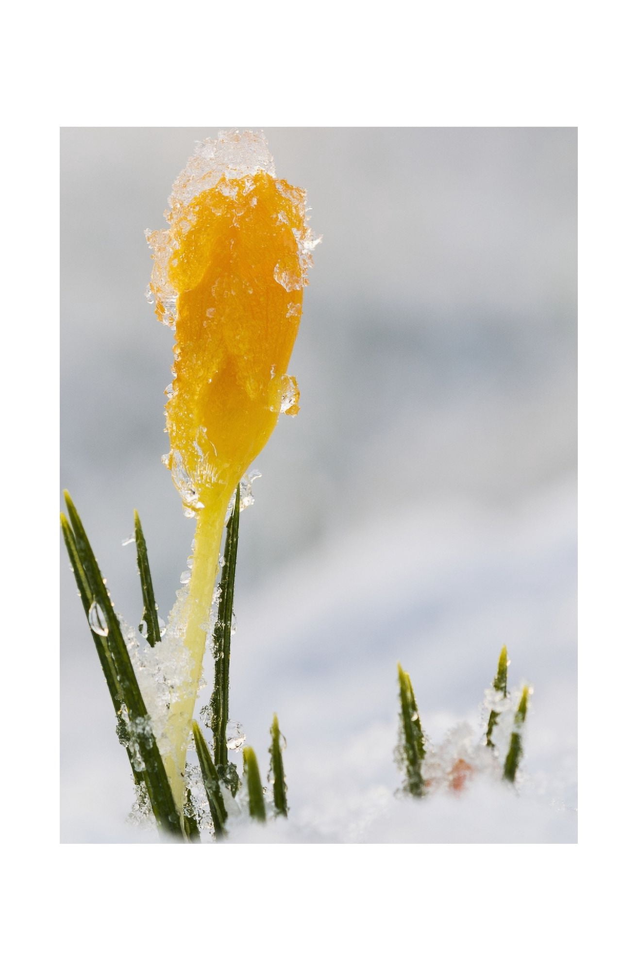 Crocus buds coming up through the snow Astoria Oregon United States of America Canvas Art - Robert L Potts Design Pics (24 x 38)