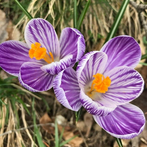 Crocus vernus Flowering 'Pickwick' (Dutch Crocus) Size 9/10 cm, Bulbs for Planting, Open Pollinated, Heirloom, Non-GMO, Bulbous Perennial, Cup-Like Silver-Lilac Flowers (10 Bulbs)