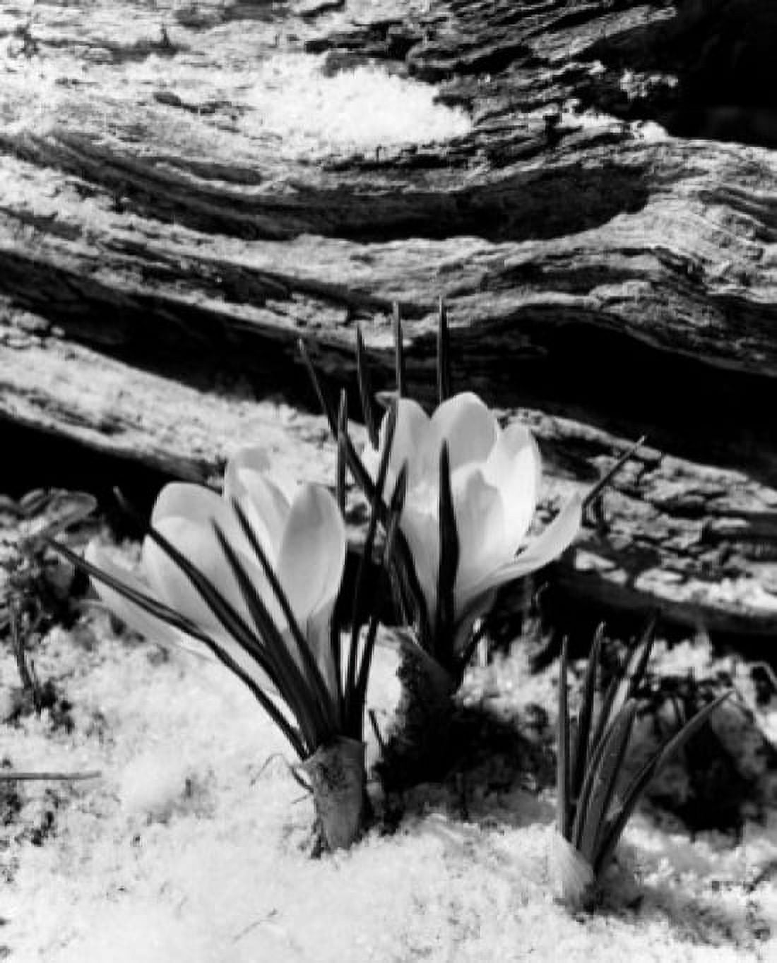 Crocuses Canvas Art -  (24 x 36)