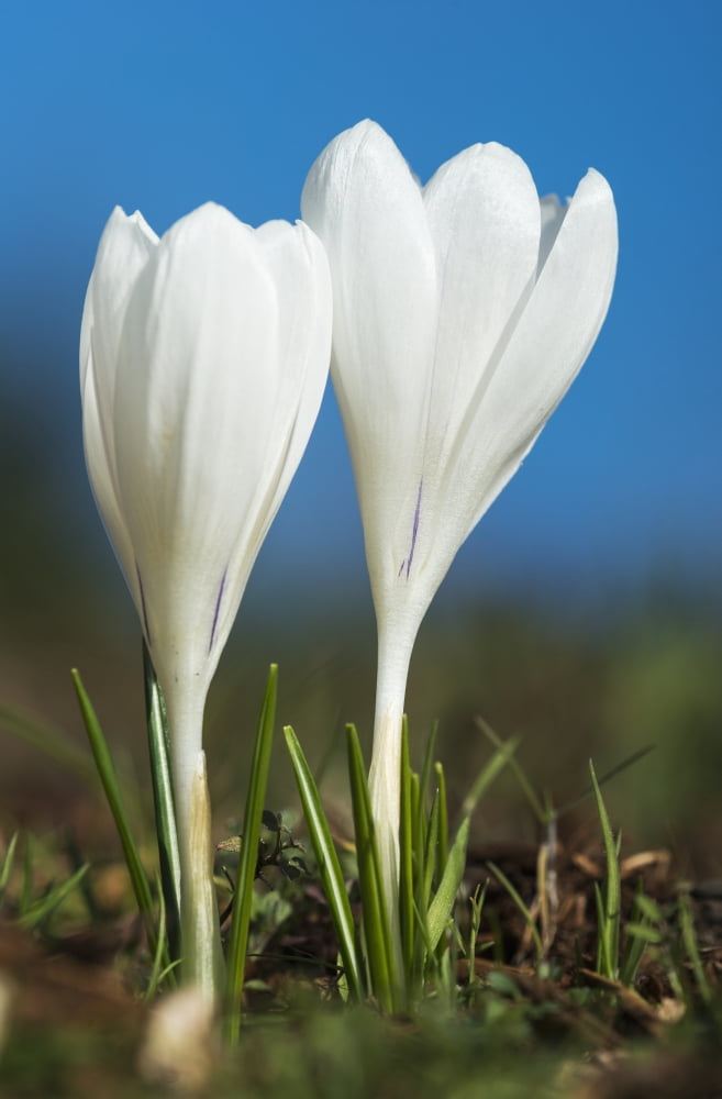 Crocuses bloom in springtime Astoria Oregon United States of America Canvas Art - Robert L Potts Design Pics (12 x 19)