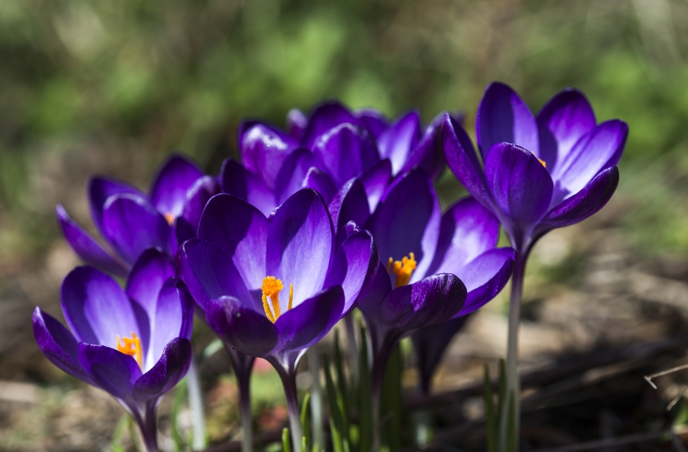 Crocuses in bloom Astoria Oregon United States of America Canvas Art - Robert L Potts Design Pics (38 x 24)