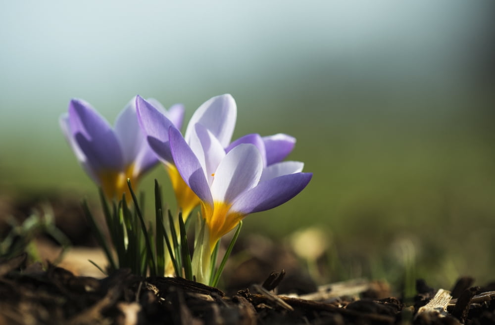 Crocuses in bloom in springtime Astoria Oregon United States of America Canvas Art - Robert L Potts Design Pics (38 x 24)