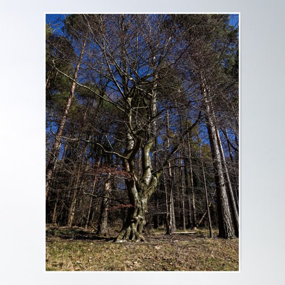 Crooked Tree Poster Wall Art, Modern Wall Decor, 8x12 UNFRAMED