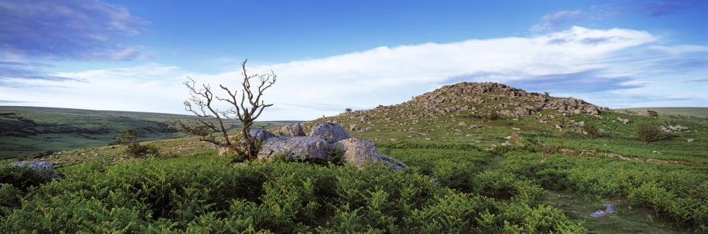 Crooked tree at Down Tor Dartmoor Devon England Canvas Art - Panoramic Images (27 x 9)