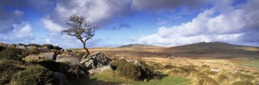 Crooked tree at Feather Tor Staple Tor Dartmoor Devon England Canvas Art - Panoramic Images (18 x 6)