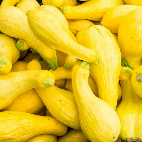 Crookneck Summer Squash Garden Seeds - 4 Oz - Heirloom, Non-GMO - Vegetable Gardening Seed