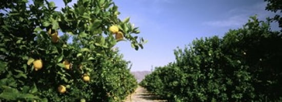 Crop Of Lemon Orchard California USA Canvas Art - Panoramic Images (36 x 13)