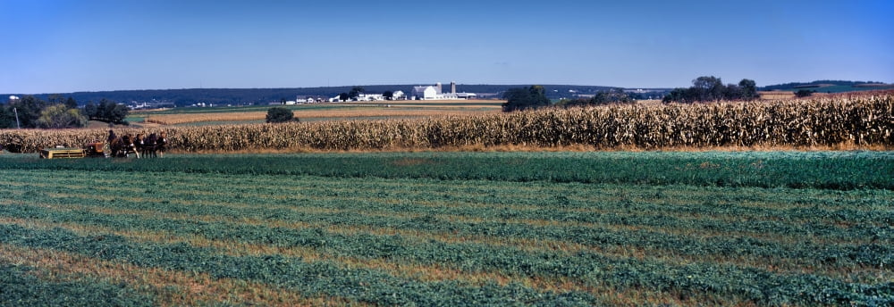 Crop in a field Amish country Holmes County Ohio USA Canvas Art - Panoramic Images (27 x 9)