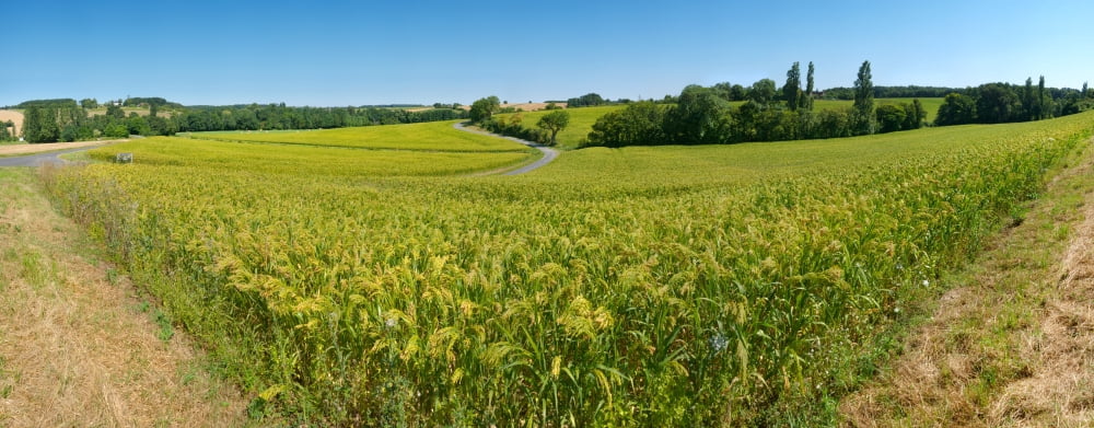 Crop in a field Chemille-Sur-Indrois Indre-et-Loire Touraine France Canvas Art - Panoramic Images (36 x 12)