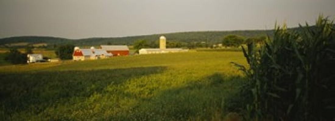 Crop in a field Frederick County Virginia USA Canvas Art - Panoramic Images (18 x 7)