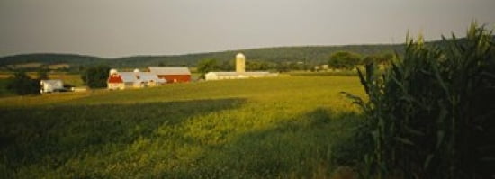 Crop in a field Frederick County Virginia USA Canvas Art - Panoramic Images (36 x 13)